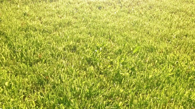 Paljaat varpaat aamukasteisella nurmikolla. Elämää.