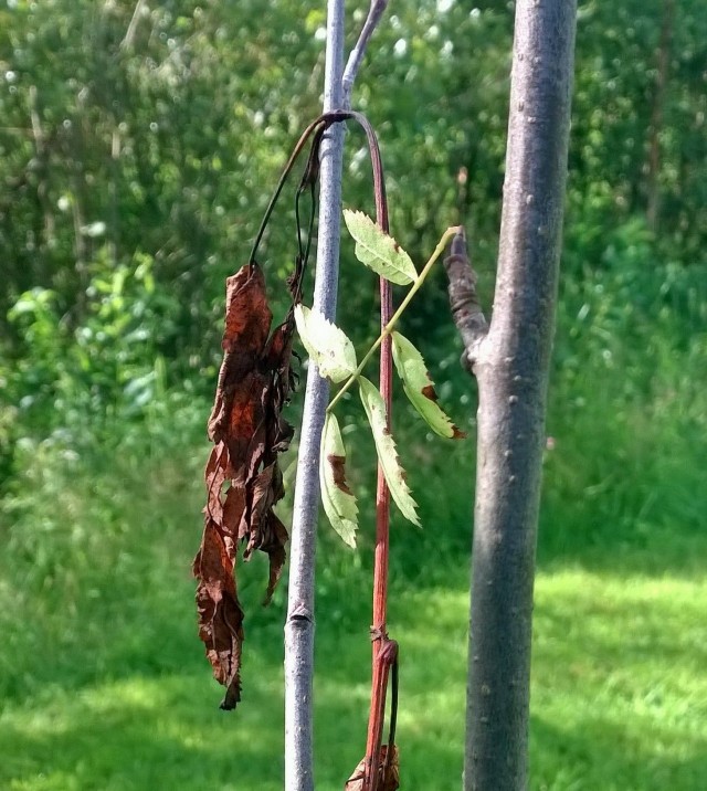Aivan kuten luonto välillä kuolee, synnyttääkseen uutta, niin myös meidän ihmisten tulee kuolla kaikelle vanhalle saadaksemme syntyä uudelleen.