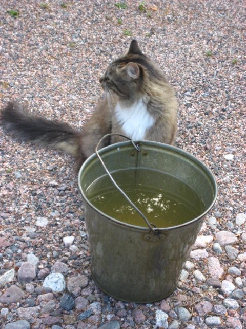 Mähän sanoin etten haluu poseerata vol. 2