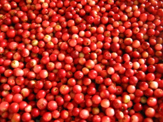 Kuulasta puolukkaa kertyi muutaman desin verran.