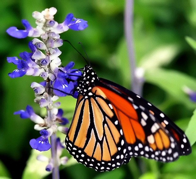 Perhonen lentää, mutta delfiinin ja perhosen risteytys ei pääse paljoa pintaa ylemmäs.