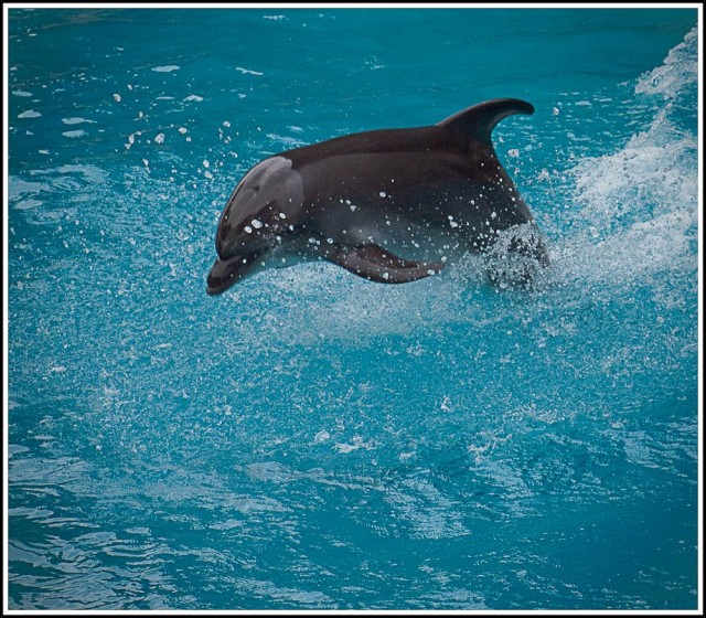Delfiini ui pinnan päällä pelkällä pyrstöllään. Siihen ei kovin moni ihminen pysty.