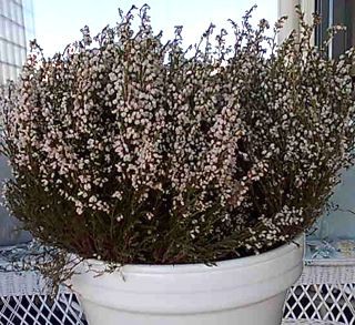 rihkamakaupasta sai vaikka kukkaruukun