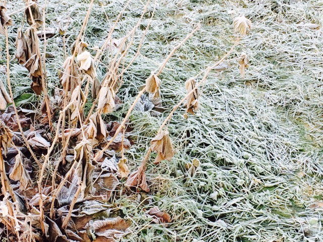 Kuten luonto, myös ihmisen on kuoltava vanhalle, jotta jotain uutta pääsisi syntymään.