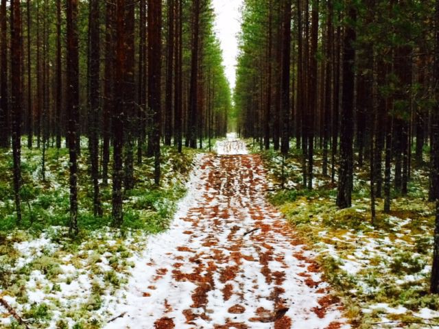 Toisinaan polku jota askellan vaikuttaa varsin helpolta astella.