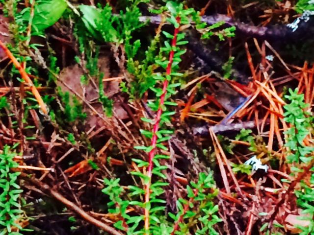 "Maailmassa monta on ihmeellistä asiaa, jotka hämmästyttää kummastuttaa pientä kulkijaa."