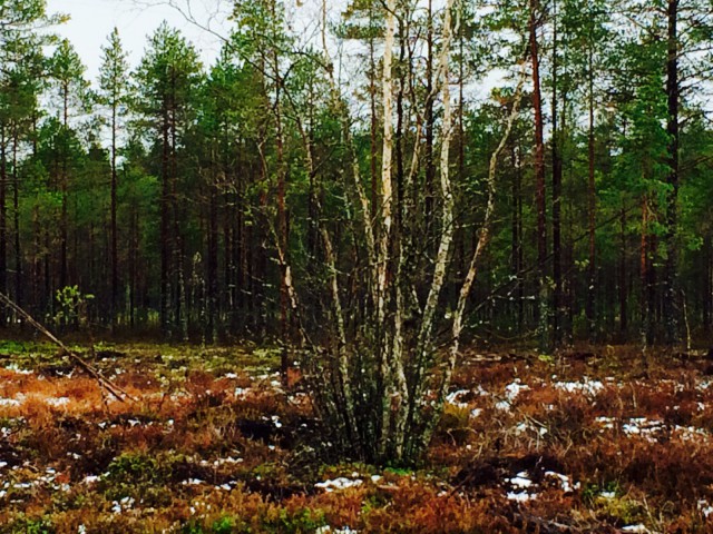 Luonto on täynnä ihmeellisiä asioita.