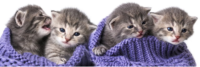 Pitäisitkö meistä huolen?