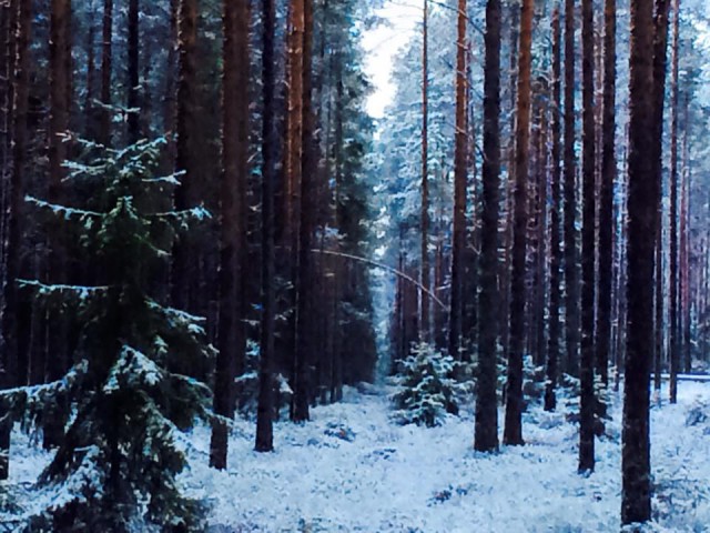 Lumipeite luonnossa on kuin kokonaan uusi maailma syntyisi.