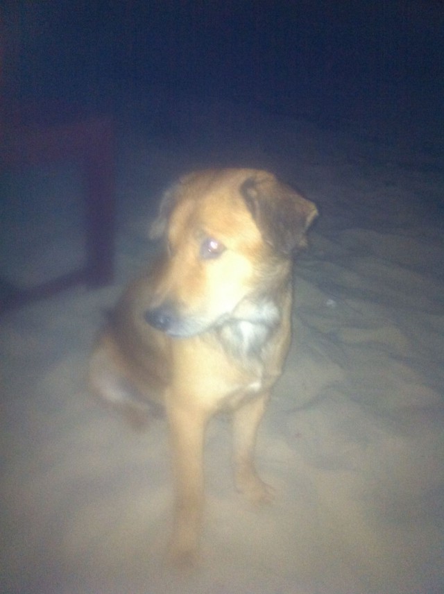 Kulkukoira, jonka kanssa jaoin ruokani.