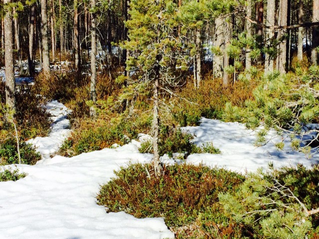 Luonnossa talvi ja kevät kohtaavat.