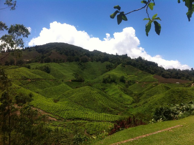 Cameron Highlandin teeplantaasi.