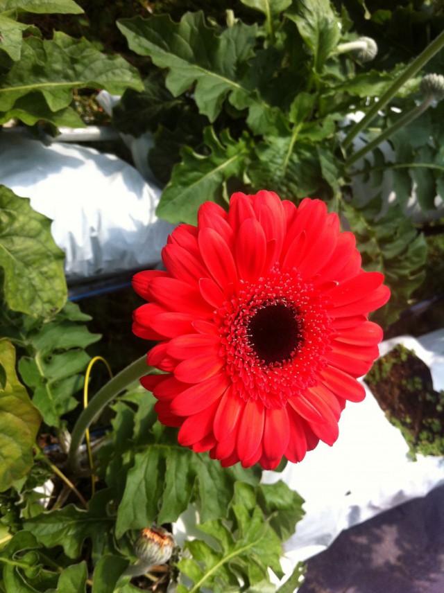 Kukka uuden vuoden kunniaksi.