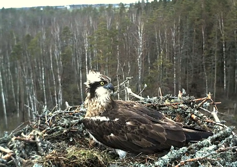 - No minne sillä sulholla sellanen hoppu! Ensin pöläytti, sitten häippäs. Tukka ihan sekasi sen jäljiltä, on kun vappuhuiska.