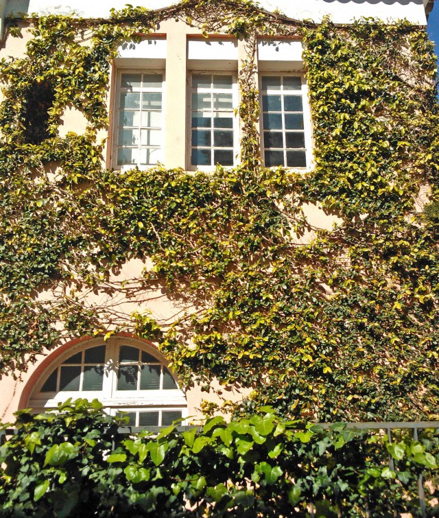 Tämäkin on viherseinä, vaan parempi sisällä.