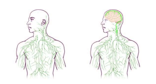 Vasemmalla vanha tapa hahmottaa lymfaattinen järjestelmä, oikealla uusi.
