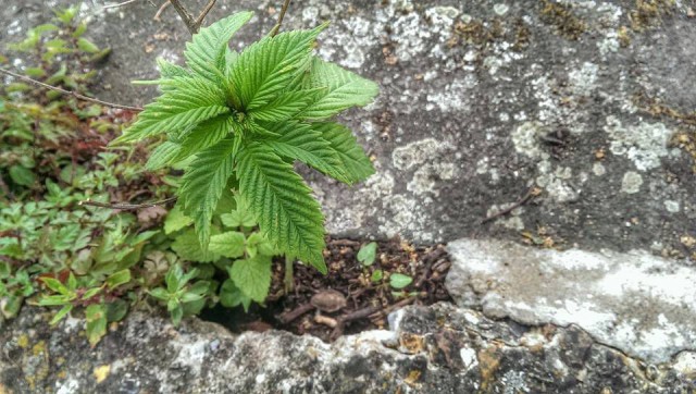 Brittiläisten kannabisaktivistien Feed the Birds-kamppiksessa kannabista pilkistää mitä erikoisemmista paikoista.