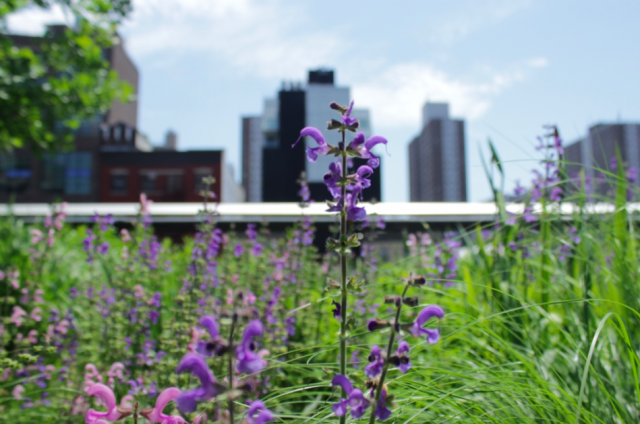 The High Line on puisto, joka on istutettu vanhalle metroradalle.