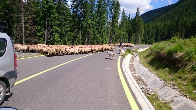 Romanian teillä törmäsimme lampaisiin, aaseihin, hevosiin, lehmiin, kanoihin ja jopa kalkkunoihin. Usein myös kulkukoirat juoksentelivat miten sattuu.