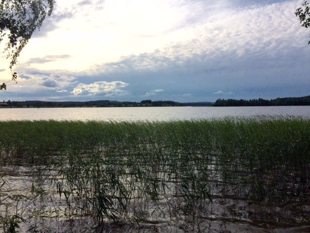 Kaislikko kuiskii kaipausta.