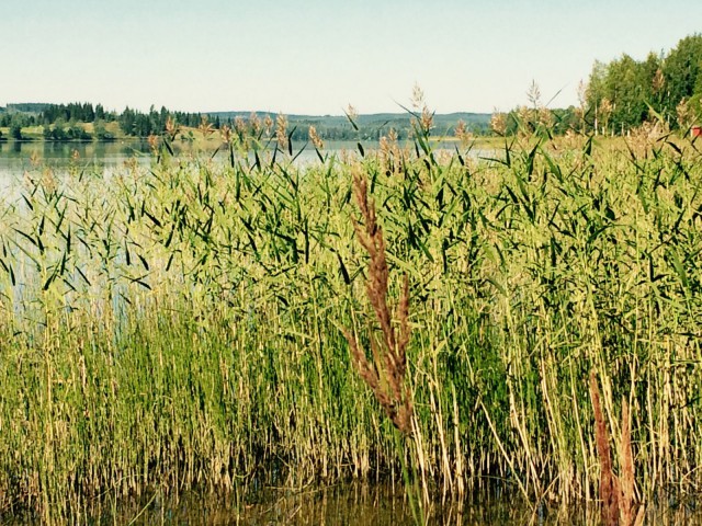 Kuinka paljon hyvää ja kaunista ihmisen elämässä jääkään kokematta, kun takerrumme vääriin asioihin.