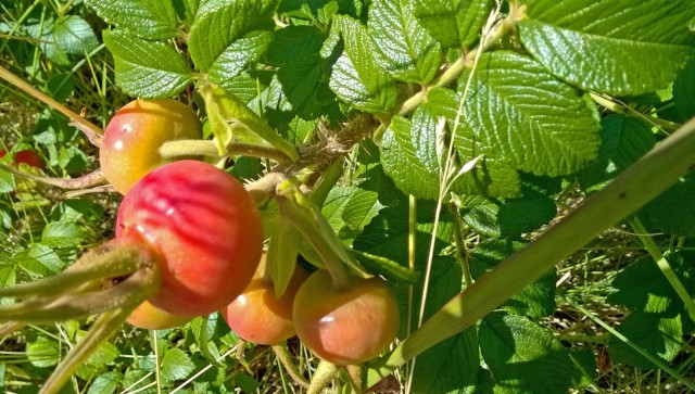 Puuron päälle voi ripotella kuivattua ruusunmarjaa
