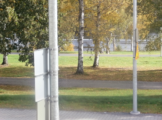 Jalostettuja puunrunkoja rauduskoivuilla?