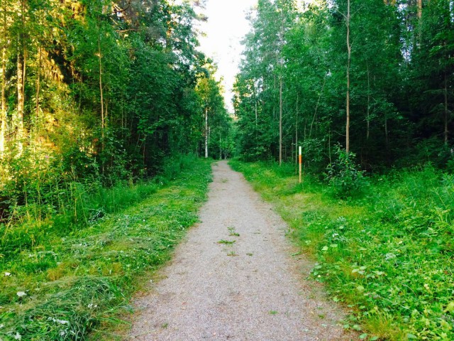 Kauniita maisemia metsästä.