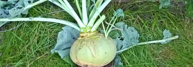 Joulujuuresviikkoa vietetään 23-29.marraskuuta.