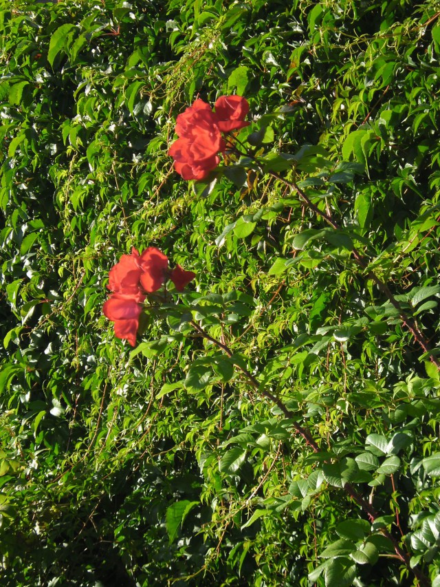 Huomionherättäjät