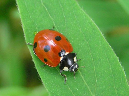 Leppäkerttu. Kuva Googlesta.