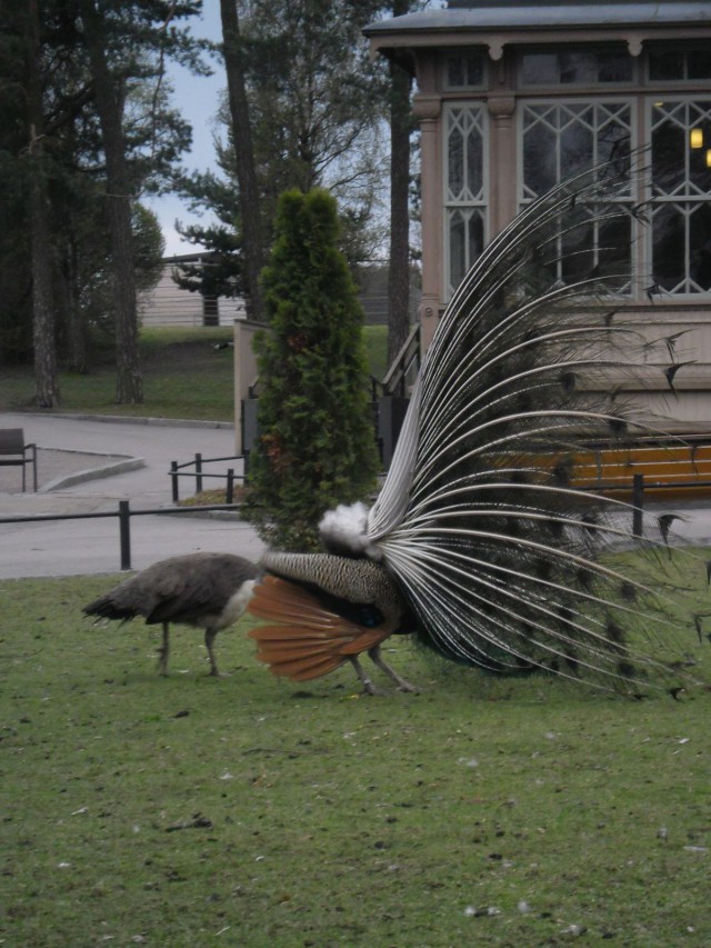 Hieno kosiotanssi riikinkukolla! Hienot värit ja öh... Nyt ei mennyt ihan nappiin.