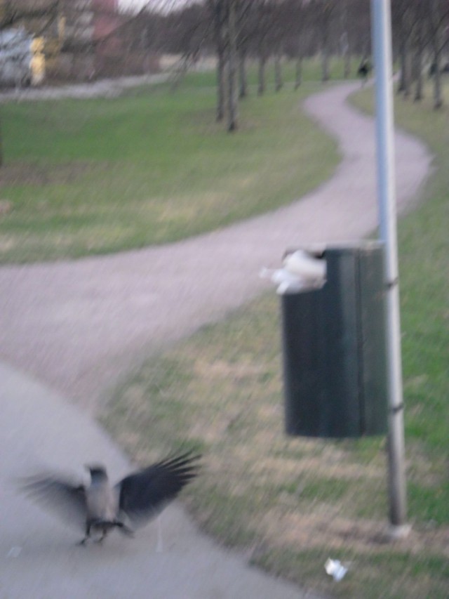 Siinä se taitavasti kaivelee roskista... oh, never mind.