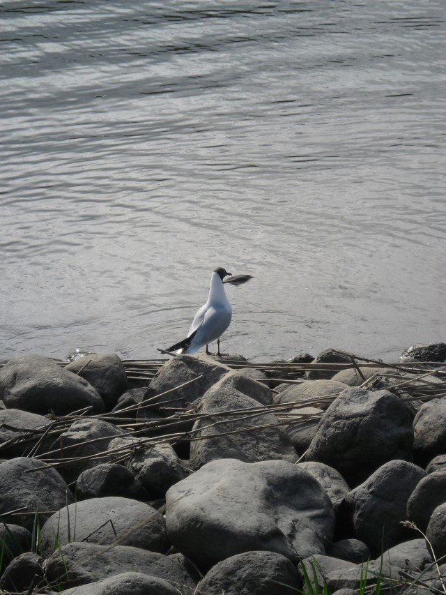 Lokki katselee merelle ylväänä... ja pikkulintu photobombaa tilanteen.