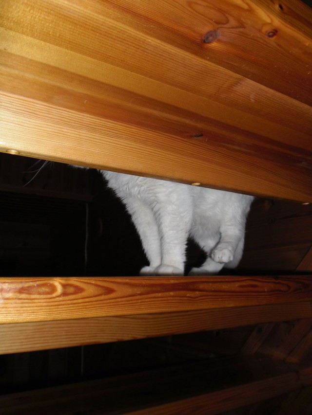 "Otanpa kuvan siitä kuinka se niin söpösti kurkistaa portaiden välistä..."