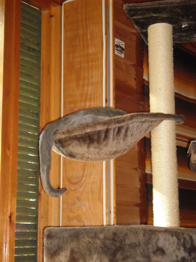 Miten söpö kis--- norsu? Norsun kärsä?