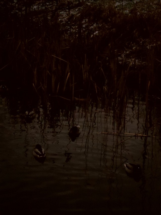 Susi sorsien höyhenissä?