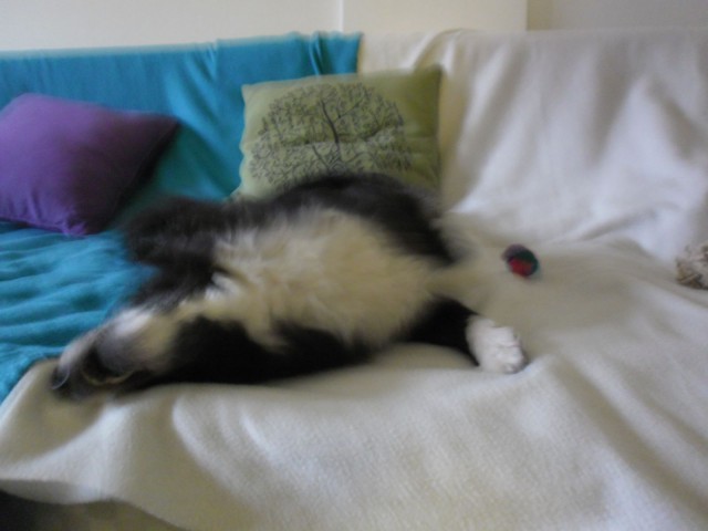 Makasi äsken niin nätisti paikoillaan...