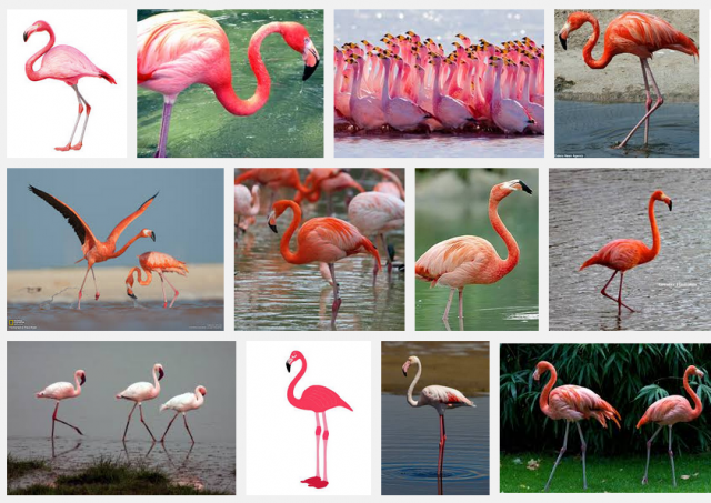 Mitä enemmän karotenoidia, sen voimakkaampi väri (kuvakaappaus)