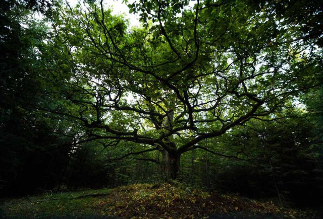 3. sija: Paavolan tammi Lohjalla.