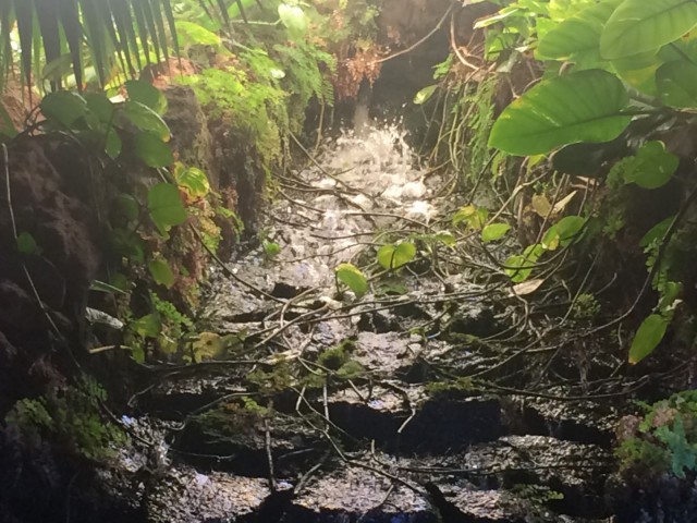 Elämän ihmeellisyys.