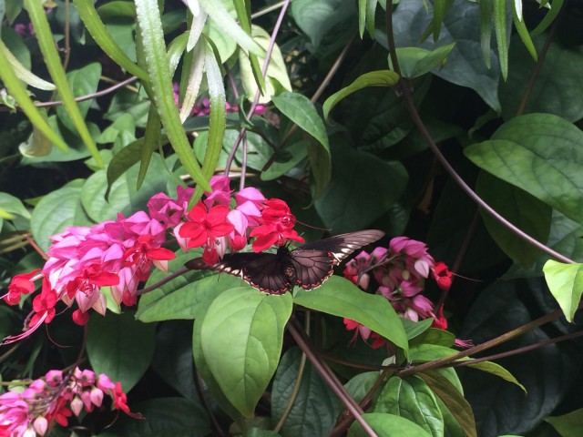 Joskus joku pienikin kaunis asia saa haukkomaan henkeä.