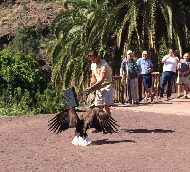Kotkankouluttajan esitys Palmitosparkissa.
