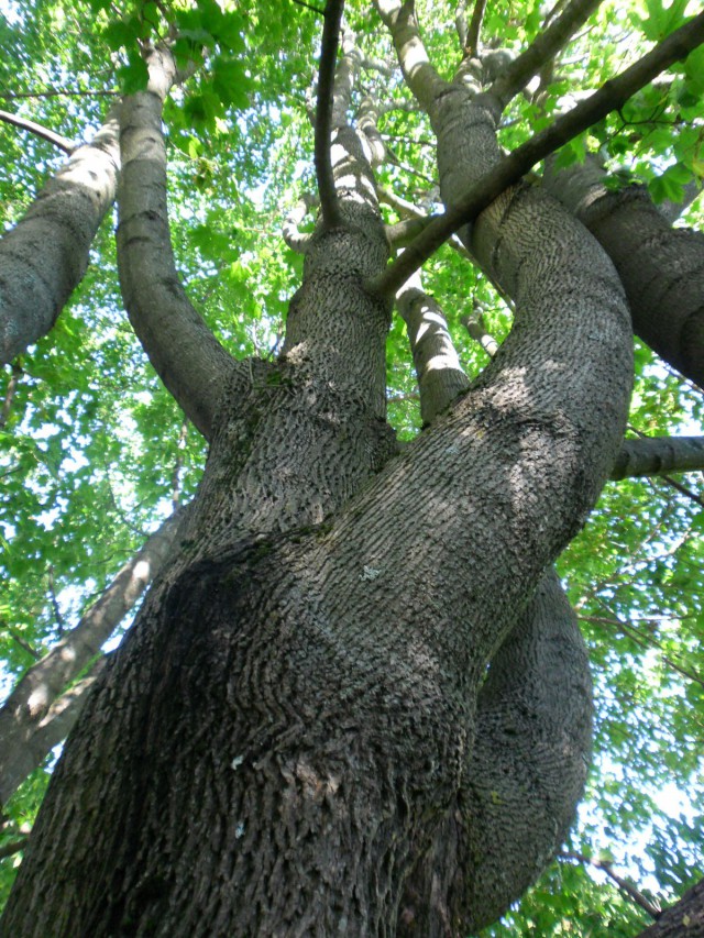 Tietynlainen puukin saattoi olla hiisi