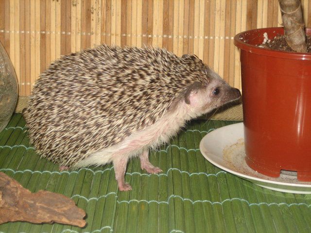 Tässä terve silmä