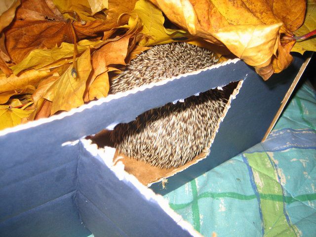 Syksyllä keräsin kuivia lehtiä lehtimereksi.