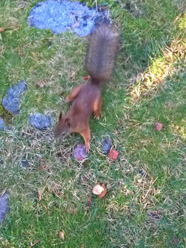 Kotikorttelissani voin seurata vaikka oravien puuhia.