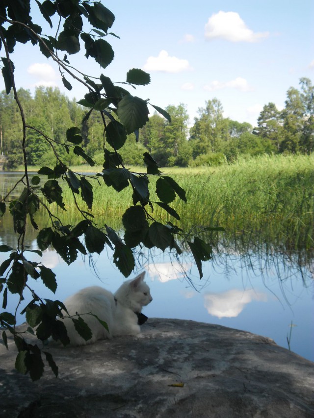 Kissat ovat hyviä opettamaan läsnäoloa. (Joutsa 2014)