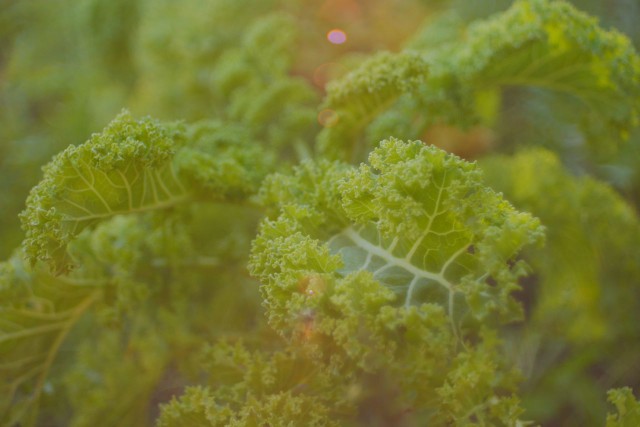 Myös lehtikaalia voi kasvattaa kotona.