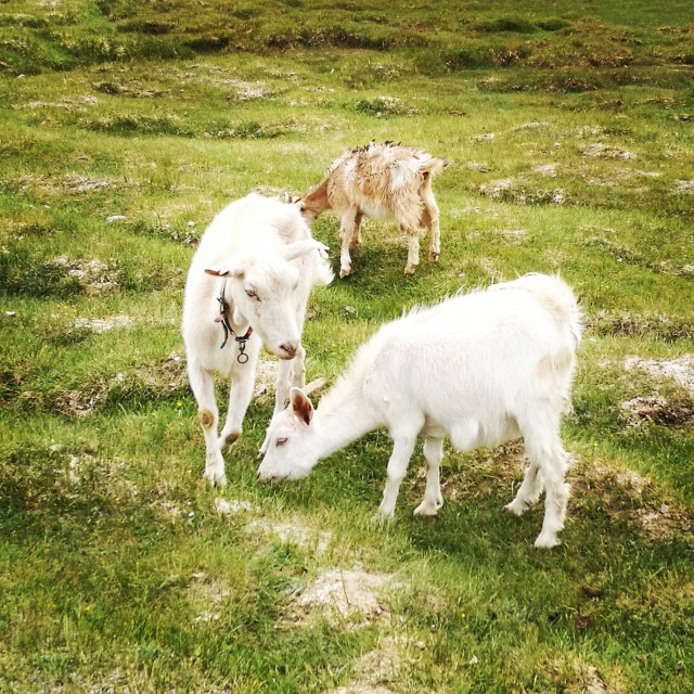 Tadžikkien lampaat laiduntavat vapaina Tashkurganissa ja silkkitiellä